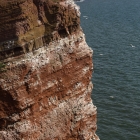 Kliffen van Helgoland - De jan van Gentenkolonie op de 61 meter hoge kliffen van Helgoland