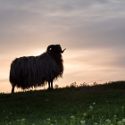Schaap - De loslopende schapen bij Lange Anna