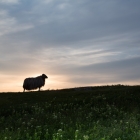 Schaap - De loslopende schapen bij Lange Anna