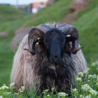 Schaap - Loslopende schapen op de kliffen bij lange Anna