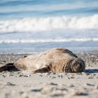 Zeehond op Düne