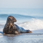 Grote Mannetjes Zeehond op Düne
