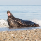 Mannetjes Zeehond op Düne
