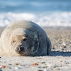 Zeehond op Düne