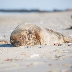 Zeehond op Düne