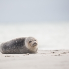 Huiler - Jonge Zeehond op Düne