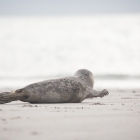Zeehond op DüneHuiler - Jonge Zeehond op Düne