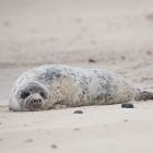 Jonge Zeehond op Düne