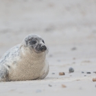 Jonge Zeehond op Düne
