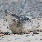 Jonge Zeehond op Düne