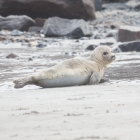 Huiler- Jonge Zeehond op Düne