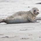 Huiler - Jonge Zeehond op Düne
