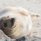 Zeehond op Düne