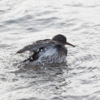 Wadvogels op Düne en Helgoland