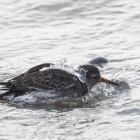 Wadvogels op Düne en Helgoland