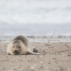 Zeehond op Düne