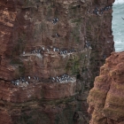 Rode Anna - Klif op Helgoland