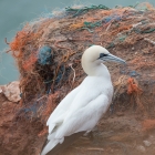 Jan-van-Gent op Helgoland
