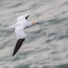 Jan-van-Gent op Helgoland