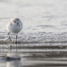 Drieteenstrandloper op het strand van Düne