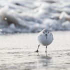 Drieteenstrandloper op het strand van Düne