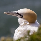 Jan-van-gent op Helgoland