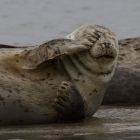 Slapende zeehonden op Helgoland