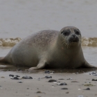 Jonge zeehond op Helgoland