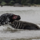 Spelende zeehonden in de Noordzee bij Helgoland