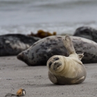 Jonge zeehonden op Helgoland
