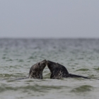 Spelende zeehonden in de Noordzee bij Helgoland