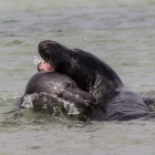 Spelende zeehonden in de Noordzee bij Helgoland