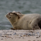 Seal on the beach at Dune, Helgoland