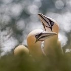 Broedende Jan-van-gent op Helgoland