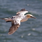 Jan-van-gent op Helgoland