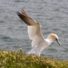 Jan-van-gent op Helgoland