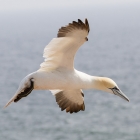 Vliegende Jan-van-gent op Helgoland