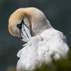 Jan-van-gent op Helgoland