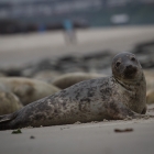 Jan-van-gent op Helgoland
