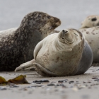 Slapende zeehonden op Helgoland