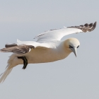 Jan-van-gent op Helgoland