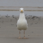 Meeuw op het strand van Düne