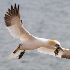 Jan-van-gent op Helgoland