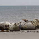 Four happy seals sleeping on the beach at Dune, Helgoland