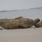 Zeehonden op Düne