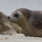 Zeehond op Düne