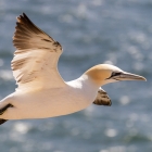 Jan-van-gent op Helgoland
