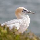 Jan-van-gent op Helgoland