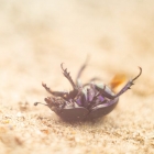 Helios Macro - Heide Putten