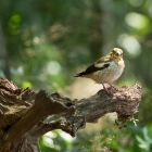 Appelvink - De Kop van Deelen Hoenderloo